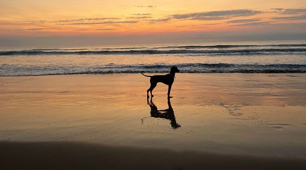 Best Dog-Friendly Beaches In and Around Sydney