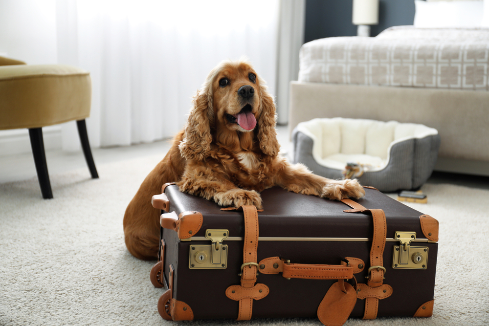 Best Dog-Friendly Hotels In Europe