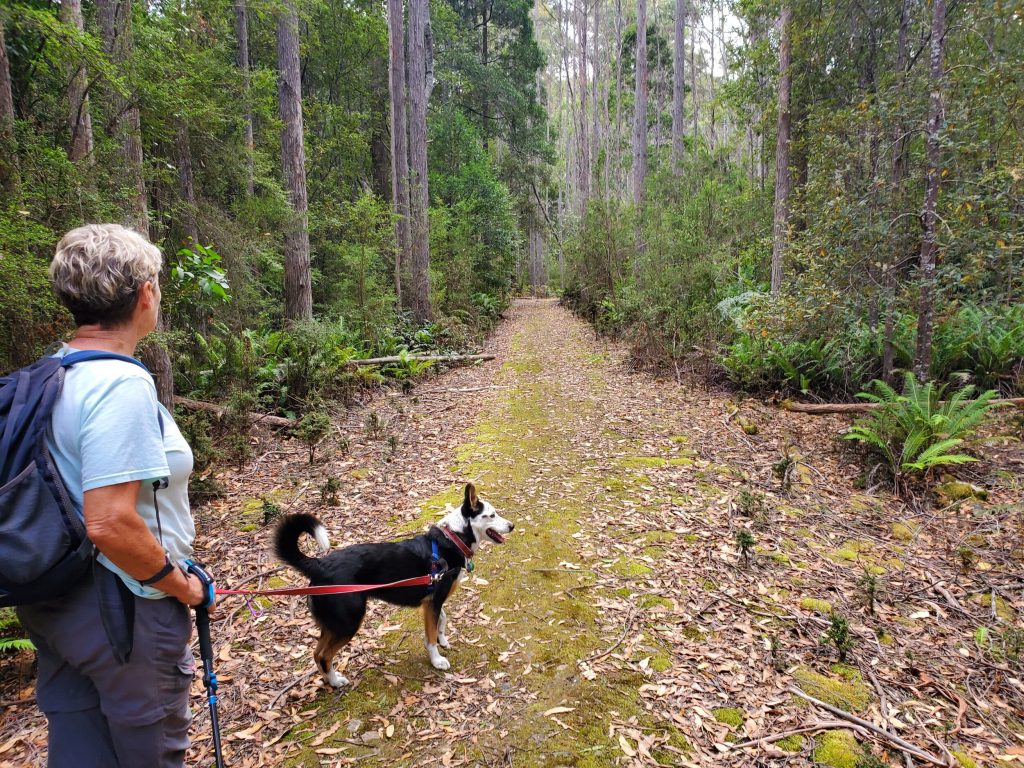 Dog-Friendly Walks In and Around Sydney