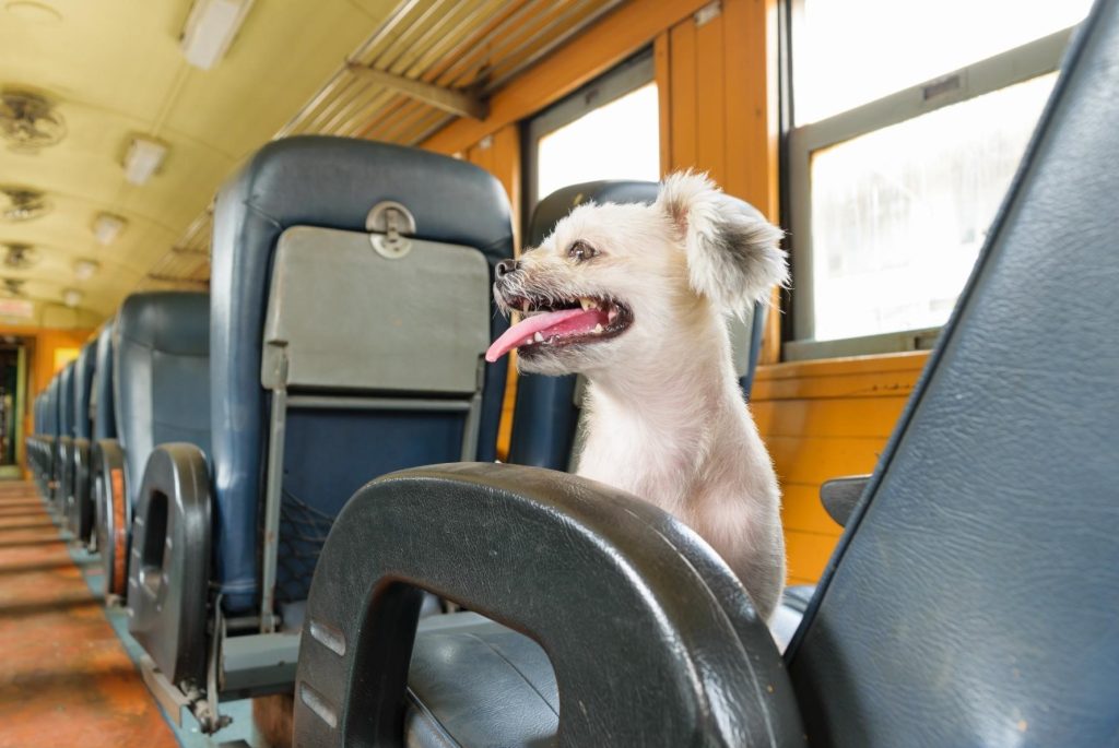 Dog Friendly Trains In US